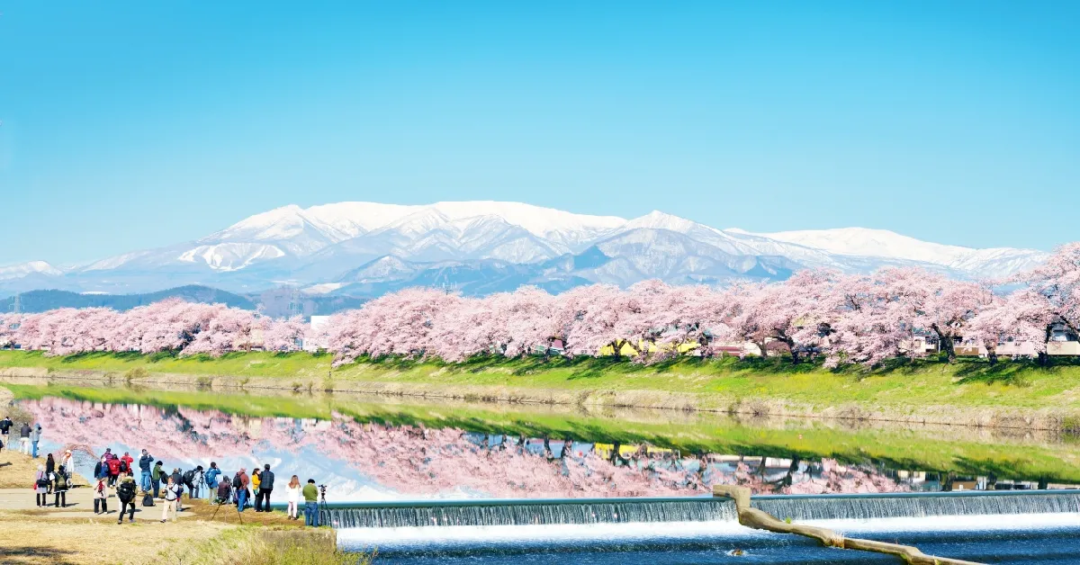 ทัวร์ญี่ปุ่น โทโฮกุ เซนได อิวาเตะ ชมซากุระพันต้น ฮิโตะเมะ เซ็มบงซากุระ (พักออนเซ็น 1 คืน)