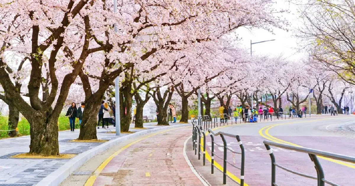 ทัวร์เกาหลี ชมดอกพ็อดกด คาเฟ่ดิออร์ ย่านซองซู (ใส่ชุดฮันบก)