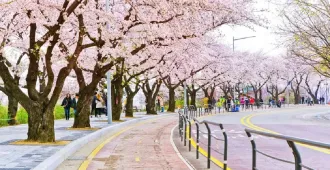 ทัวร์เกาหลี ชมดอกพ็อดกด คาเฟ่ดิออร์ ย่านซองซู (ใส่ชุดฮันบก)