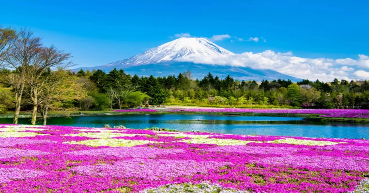ทัวร์ญี่ปุ่น โตเกียว ฟูจิ ชิบะซากุระ หมู่บ้านน้ำใส โอชิโนะ ฮักไก ชมทุ่งพิงค์มอส