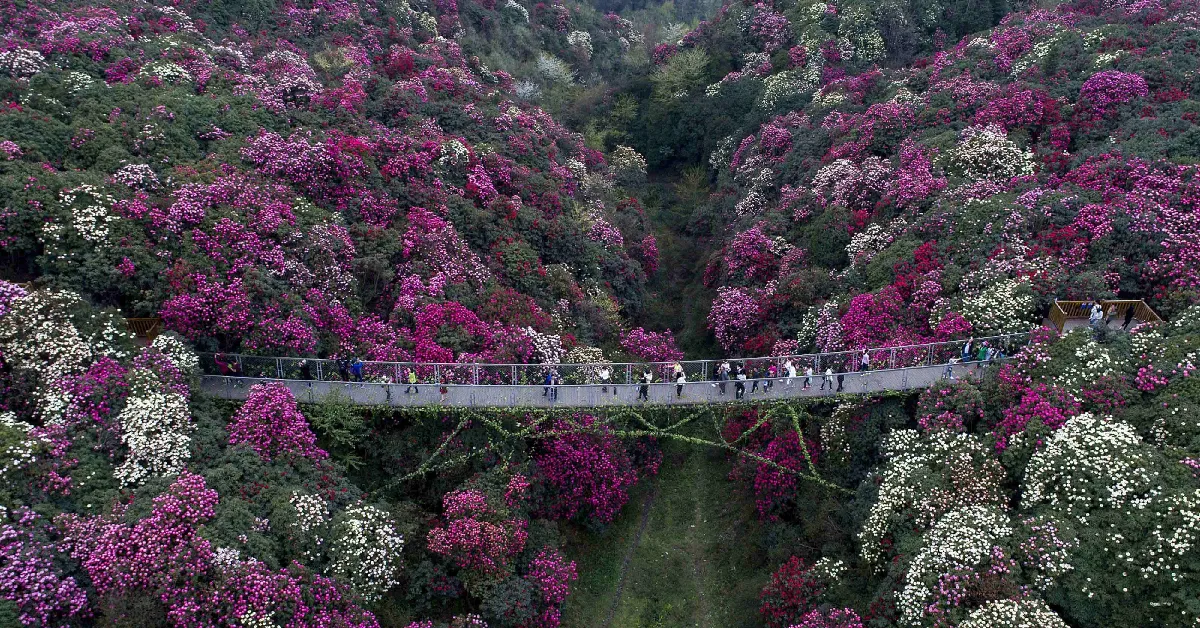 ทัวร์จีน คุนหมิง กุ้ยโจว อันซุ่น กุหลาบพันปีร้อยลี้ (ไม่ลงร้าน)