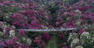 ทัวร์จีน คุนหมิง กุ้ยโจว อันซุ่น กุหลาบพันปีร้อยลี้ (ไม่ลงร้าน)