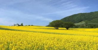 ทัวร์ญี่ปุ่น โตเกียว โทโฮคุ ฟุกุชิมะ เซนได คัลเลอร์ฟูล วัดอาซากุสะ ชมสวนดอกไม้ยะคุไร การ์เด้น 