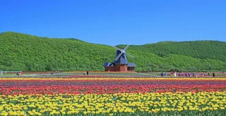 ทัวร์ญี่ปุ่น ฮอกไกโด ฟูราโนะ โอตารุ ชมทุ่งดอกทิวลิป ณ สวนคะมิยูเบทสึ
