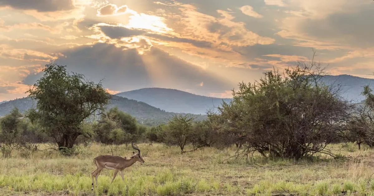 ทัวร์แอฟริกาใต้ เคปทาวน์ โจฮันเนสเบิร์ก พริทอเรีย ซาฟารี อุทยานสัตว์ป่าหุบเขาพิลาเนเบิร์ก 