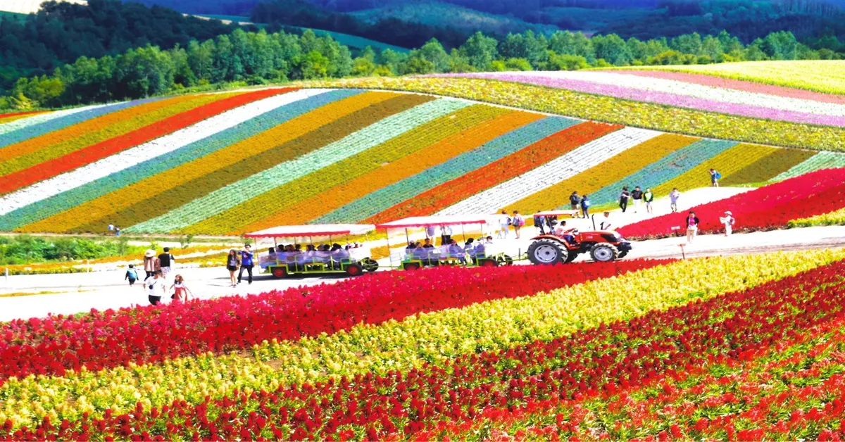 ทัวร์ญี่ปุ่น ฮอกไกโด ฟูราโน่ โอตารุ หมู่บ้านราเมนอาซาฮิคาวะ พิพิธภัณฑ์กล่องดนตรี ชมทุ่งดอกลาเวนเดอร์ 