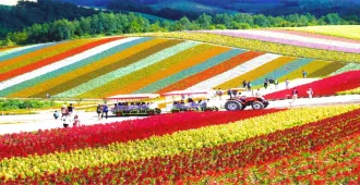 ทัวร์ญี่ปุ่น ฮอกไกโด ฟูราโน่ โอตารุ หมู่บ้านราเมนอาซาฮิคาวะ พิพิธภัณฑ์กล่องดนตรี ชมทุ่งดอกลาเวนเดอร์ 