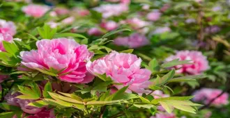 ทัวร์จีน เจิ้งโจว ซีอาน ชมเทศกาลดอกโบตั๋น ( ไม่ลงร้าน )