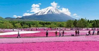 ทัวร์ญี่ปุ่น โตเกียว ฟูจิ ชมทุ่งชิบะซากุระ (อิสระ 2 วัน)