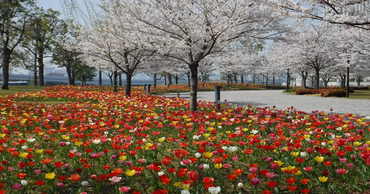 ทัวร์ญี่ปุ่น โตเกียว ชมทุ่งทิวลิปโอไดบะ หมู่บ้านน้ำใส (อิสระ 1 วัน)