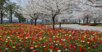 ทัวร์ญี่ปุ่น โตเกียว ชมทุ่งทิวลิปโอไดบะ หมู่บ้านน้ำใส (อิสระ 1 วัน)