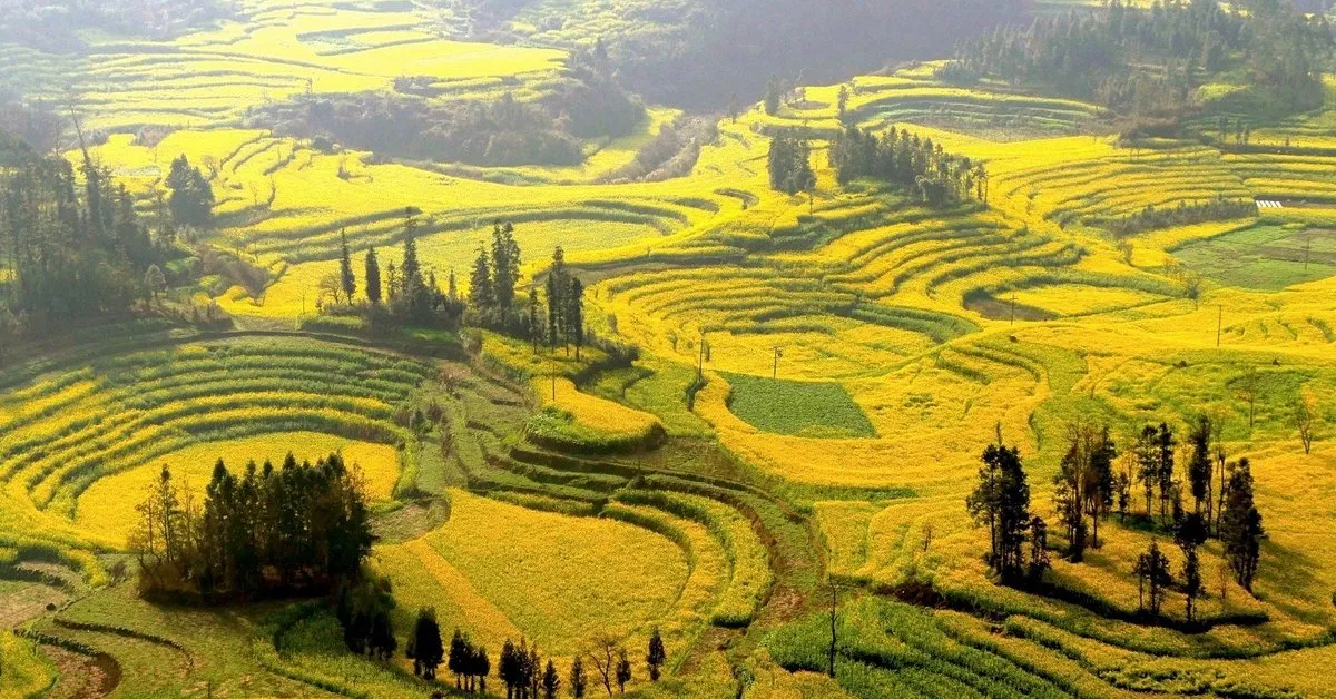 ทัวร์จีน คุนหมิง หลัวผิง ทุ่งดอกมัสตาร์ด หุบเขาซากุระ (ลงร้าน)