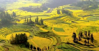 ทัวร์จีน คุนหมิง หลัวผิง ทุ่งดอกมัสตาร์ด หุบเขาซากุระ (ลงร้าน)