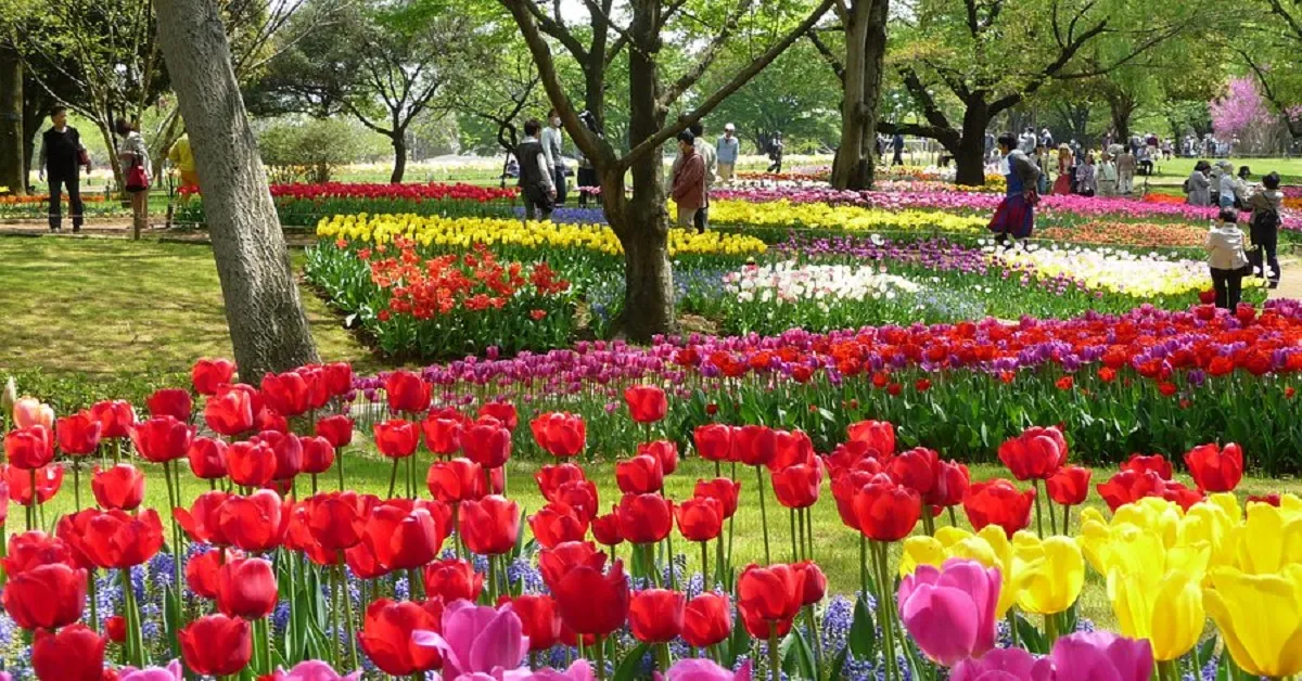 ทัวร์ญี่ปุ่น โตเกียว นาริตะ ซากุระ ทุ่งทิวลิปสวนโชวะ คิเนน แม่น้ำอุรุอิ (อิสระ 1 วัน) 