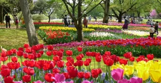 ทัวร์ญี่ปุ่น โตเกียว นาริตะ ซากุระ ทุ่งทิวลิปสวนโชวะ คิเนน แม่น้ำอุรุอิ (อิสระ 1 วัน) 