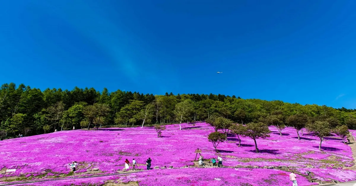 ทัวร์ญี่ปุ่น ฮอกไกโด เทศกาลพิ้งค์มอส สวนชิบะซากุระทาคิโนอุเอะ (อิสระ 1 วัน) 