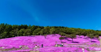 ทัวร์ญี่ปุ่น ฮอกไกโด เทศกาลพิ้งค์มอส สวนชิบะซากุระทาคิโนอุเอะ (อิสระ 1 วัน) 