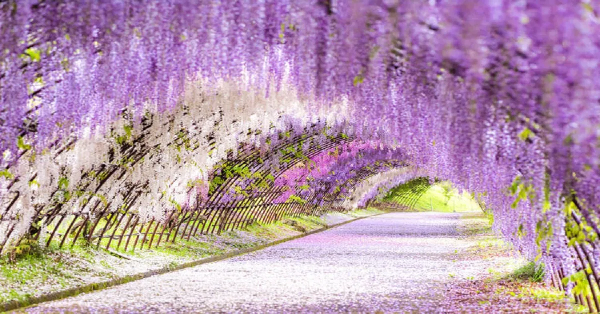 ทัวร์ญี่ปุ่น ฟุกุโอกะ เทศกาลดอกวิสทีเรีย ศาลเจ้าดาไซฟุ (อิสระ 1 วัน)