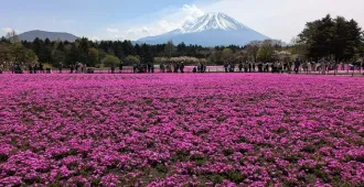 ทัวร์ญี่ปุ่น โตเกียว เทศกาลชิบะซากุระ โตเกียวทาวเวอร์ (อิสระ 1 วัน) 