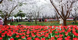 ทัวร์จีน เซี่ยงไฮ้ สวนดอกไม้ฉินเจี้ยนชุน หาดไว่ทาน (อิสระ 1 วัน + ลงร้าน)