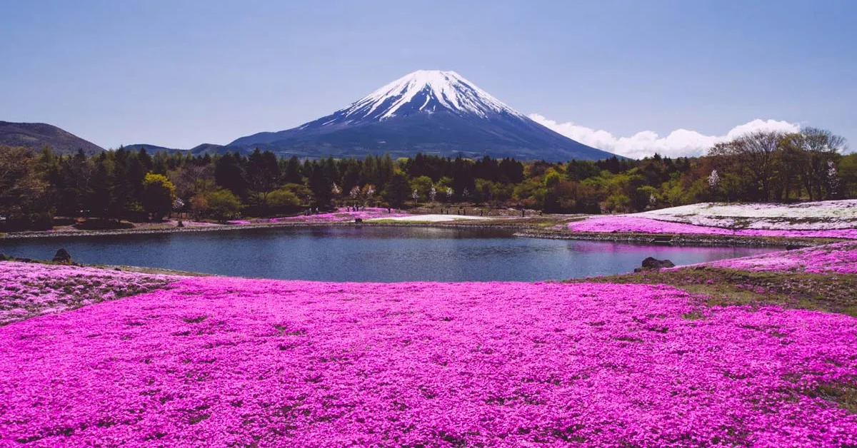 ทัวร์ญี่ปุ่น โตเกียว ฟูจิ พิงค์มอส คามิโคจิ คามาคุระ 