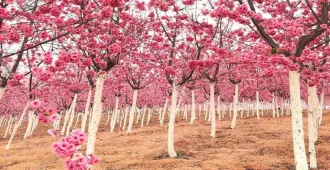 ทัวร์จีน คุนหมิง กุ้ยหยาง หุบเขาซากุระอี๋เหลียง ทุ่งดอกมัสตาร์ด (ไม่ลงร้าน)