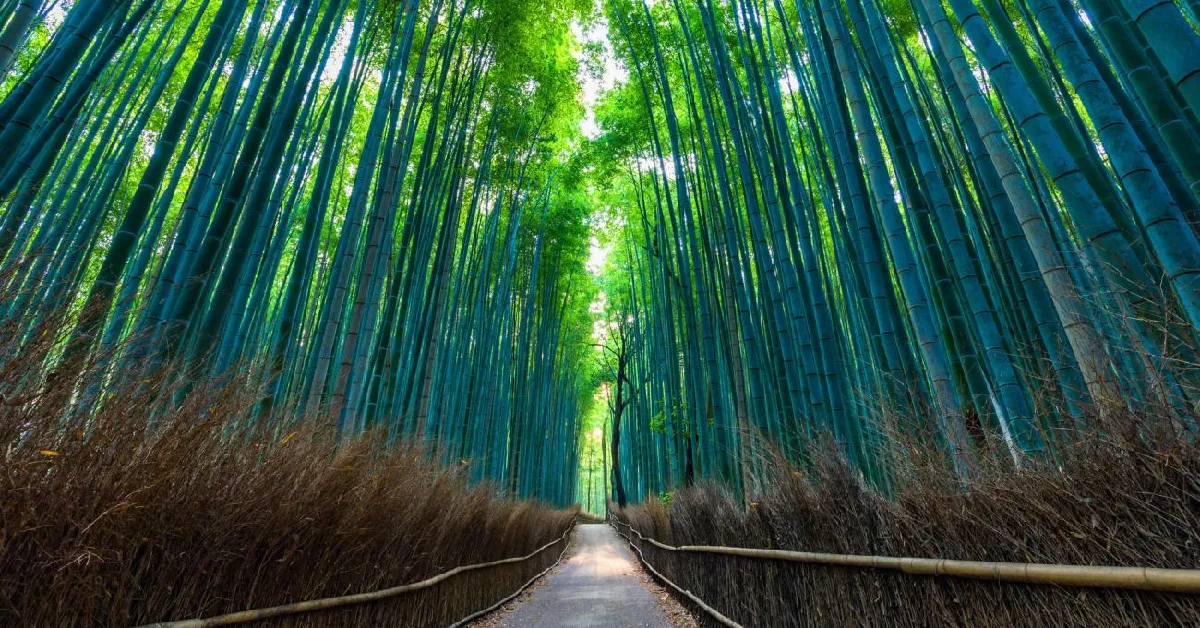 ทัวร์ญี่ปุ่น มหัศจรรย์ โอซาก้า เกียวโต ป่าไผ่อาราชิยาม่า (อิสระ 1 วัน)