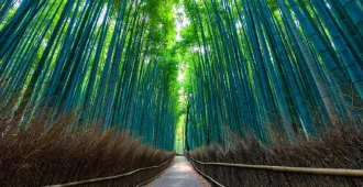 ทัวร์ญี่ปุ่น มหัศจรรย์ โอซาก้า เกียวโต ป่าไผ่อาราชิยาม่า (อิสระ 1 วัน)