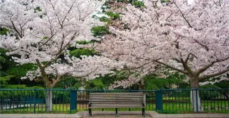 ทัวร์จีน ชิงเต่า เยียนไถ เว่ยไห่ ชมซากุระสวนจงซาน (ไม่ลงร้าน)