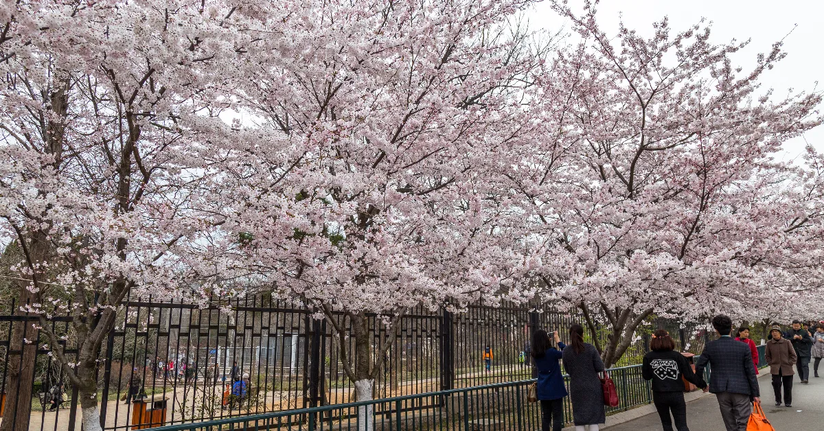 ทัวร์จีน เยียนไถ เว่ยไห่ ชิงเต่า ชมซากุระสวนจงซาน  (อิสระ 1 วัน+ไม่ลงร้าน)