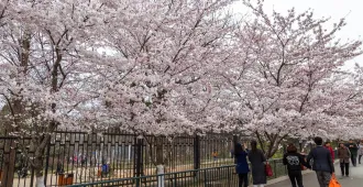 ทัวร์จีน เยียนไถ เว่ยไห่ ชิงเต่า ชมซากุระสวนจงซาน  (อิสระ 1 วัน+ไม่ลงร้าน)