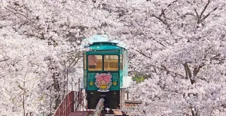 ทัวร์ญี่ปุ่น โตเกียว นิกโก้ เซนได ชมซากุระสวนฟุนาโอกะ (อิสระ 1 วัน)