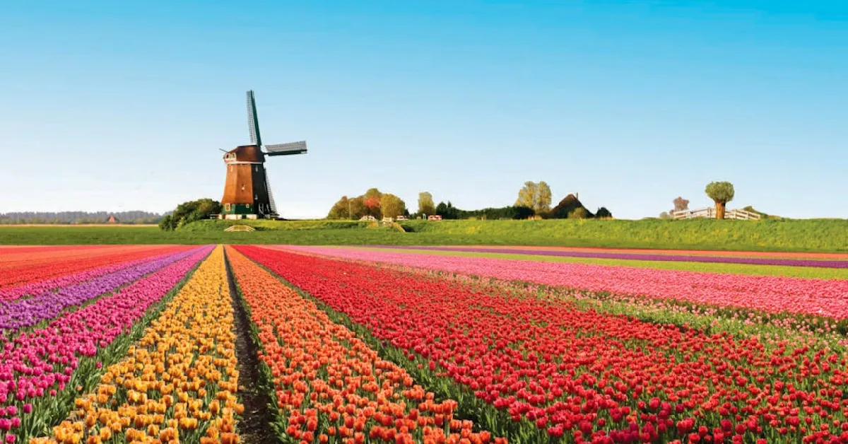 Europe Germany Netherlands Belgium France Keukenhof - ทัวร์ยุโรป เยอรมนี เนเธอร์แลนด์ เบลเยี่ยม ฝรั่งเศส เคอเคนฮอฟ