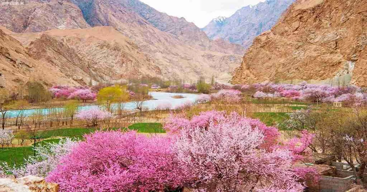 ทัวร์จีน มหัศจรรย์ ซินเจียงใต้ คัชการ์ ทัชเคอร์กัน หมู่บ้านดอกแอปริคอต (ไม่ลงร้าน)