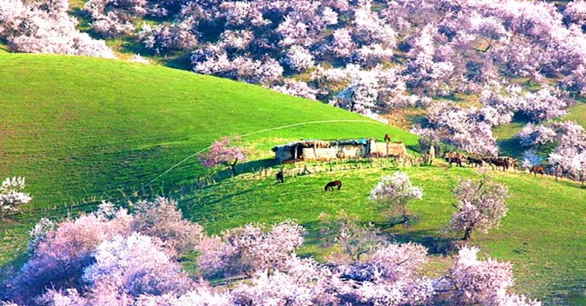 ทัวร์จีน มหัศจรรย์ ซินเจียงเหนือ ทุ่งดอกแอปริคอต ภูเขาหิมะเขาเทียนซาน (ไม่ลงร้าน)