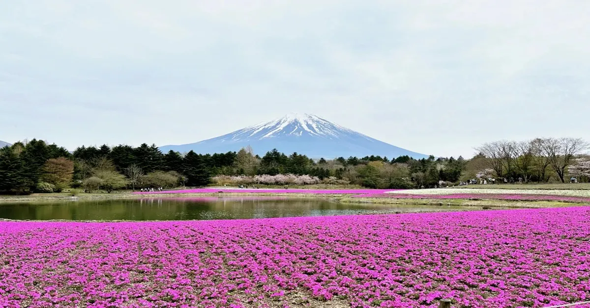 ทัวร์ญี่ปุ่น โตเกียว โอซาก้า ทาคายาม่า คามิโกจิ หุบเขาโอวาคุดานิ ปราสาทโอซาก้า เทศกาล ชิบะซากุระ เฟสติวัล 
