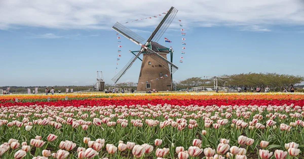 ทัวร์ญี่ปุ่น โตเกียว วัดอาซากุสะ ชมวิวฟูจิ ริมทะเลสาบคาวากุจิโกะ เทศกาลดอกทิวลิป ณ สวนซากุระฟุรุโนะซาโตะฮิโรบะ (อิสระ1วัน)