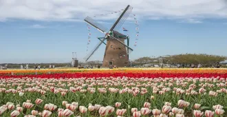 ทัวร์ญี่ปุ่น โตเกียว วัดอาซากุสะ ชมวิวฟูจิ ริมทะเลสาบคาวากุจิโกะ เทศกาลดอกทิวลิป ณ สวนซากุระฟุรุโนะซาโตะฮิโรบะ (อิสระ1วัน)