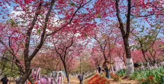 ทัวร์จีน คุนหมิง สวนเขาหยวนทงซาน อุทยานเหล่าหยูเหอ (ลงร้าน)