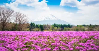 ทัวญี่ปุ่น โตเกียว วัดโคโตคุอิน ศาลเจ้าฮาโกเน่ เทศกาล ชิบะ ซากุระ เฟสติวัล (อิสระ1วัน)