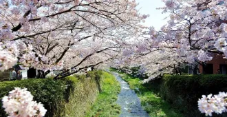 ทัวร์ญี่ปุ่น โอซาก้า ฮิโรชิม่า คุราชิกิ ยามากูจิ ชมซากุระ ศาลเจ้าอิทสึคุชิมะ