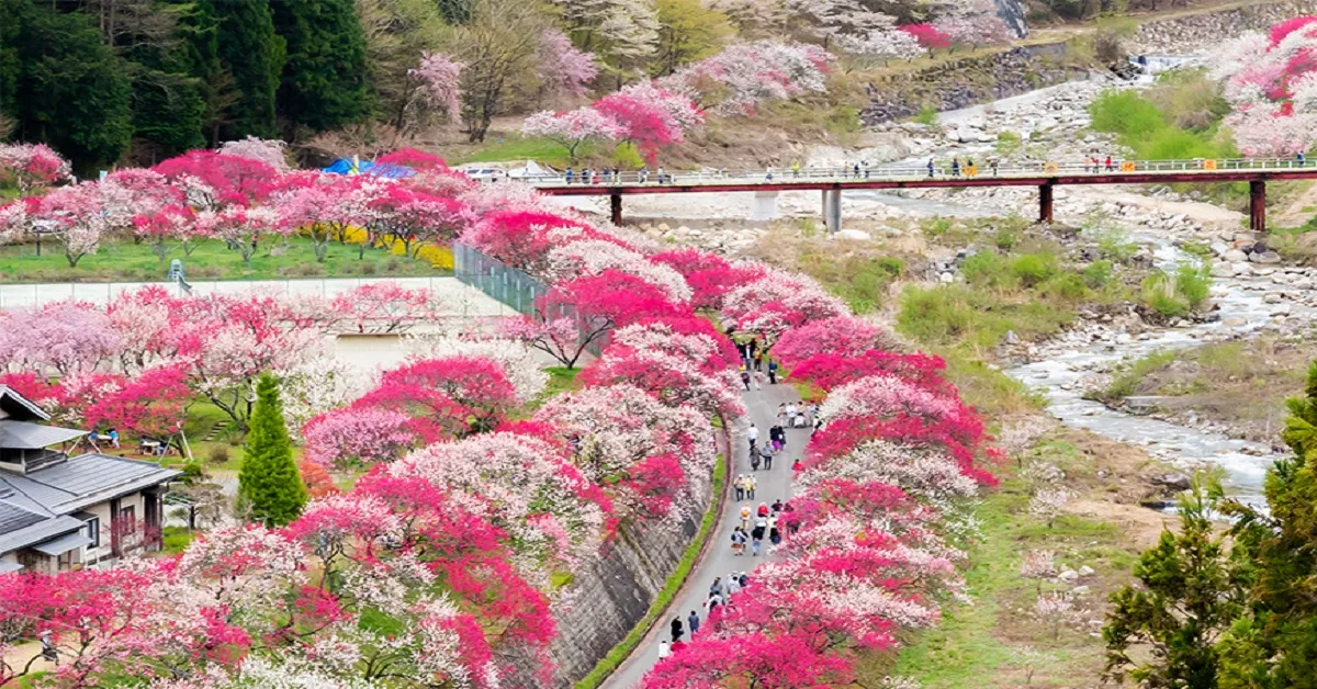 ทัวร์ญี่ปุ่น โอซาก้า โตเกียว สวนดอกบ๊วยฮานะโมโมะโนะซาโตะ สวนมิชิมะ ซีไซด์ (อิสระ 1 วัน)