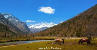 ทัวร์จีน เฉิงตู อุทยานสี่ดรุณี ศูนย์อนุรักษ์หมีแพนด้า (ไม่ลงร้าน)