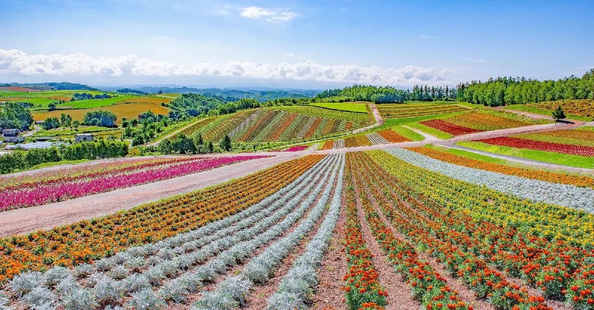 ทัวร์ญี่ปุ่น ฮอกไกโด ซัปโปโร โอตารุ ฟูราโน่ ชมดอกไม้หลากสี (อิสระ 1 วัน)
