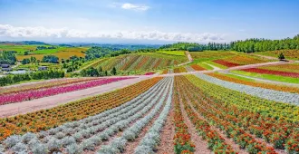 ทัวร์ญี่ปุ่น ฮอกไกโด ซัปโปโร โอตารุ ฟูราโน่ ชมดอกไม้หลากสี (อิสระ 1 วัน)