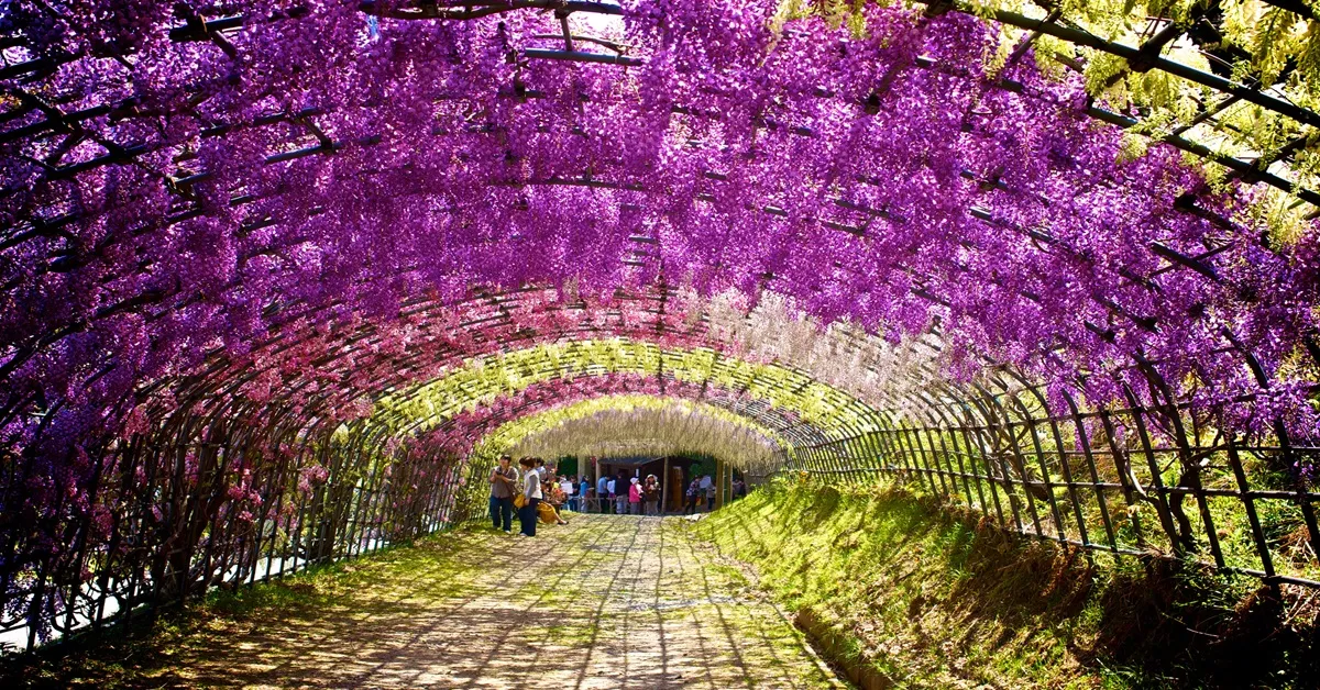 ทัวร์ญี่ปุ่น ฟุกุโอกะ ยูฟุอิน เปปปุ คิตะคิวชู ศาลเจ้าไดฟุกุ บ่อนรก น้ำพุร้อน เทศกาลดอกวิสทีเรีย  