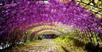 ทัวร์ญี่ปุ่น ฟุกุโอกะ ยูฟุอิน เปปปุ คิตะคิวชู ศาลเจ้าไดฟุกุ บ่อนรก น้ำพุร้อน เทศกาลดอกวิสทีเรีย  