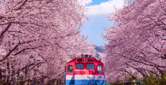 ทัวร์เกาหลี ปูซาน เทศกาลซากุระจินแฮ