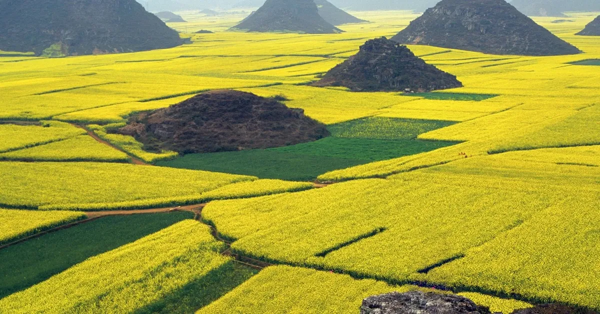 ทัวร์อินเดีย แคชเมียร์ ชมทิวทัศน์เทือกเขากุลมาร์ค ทาจิวาสกราเซียร์ สวนโมกุล ชมทุ่งดอกมัสตาร์ด 