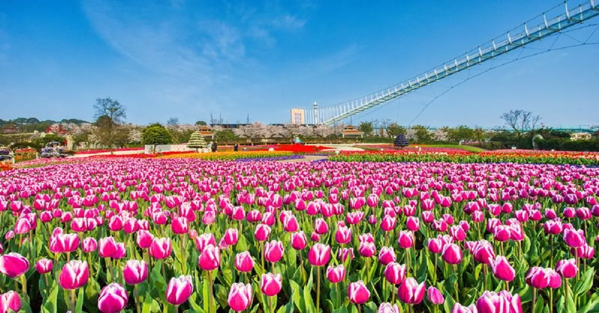 ทัวร์จีน ฉงชิ่ง เฉิงตู อู่หลง สวนม่านฮวา อุทยานสี่ดรุณี (ไม่ลงร้าน)